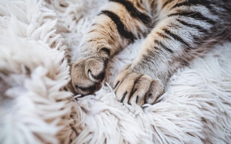 Kiedy kot ugniata łapami: co musisz wiedzieć o tym naturalnym i instynktownym zachowaniu