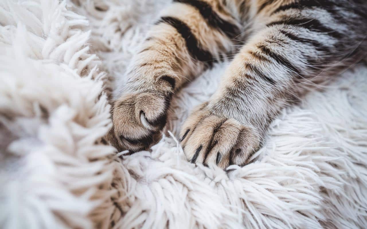 Kiedy kot ugniata łapami: co musisz wiedzieć o tym naturalnym i instynktownym zachowaniu